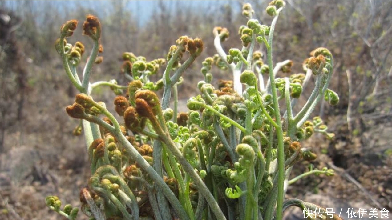 農村常見的一種野菜,不僅可以食用還能拿來當做驅蟲劑使用