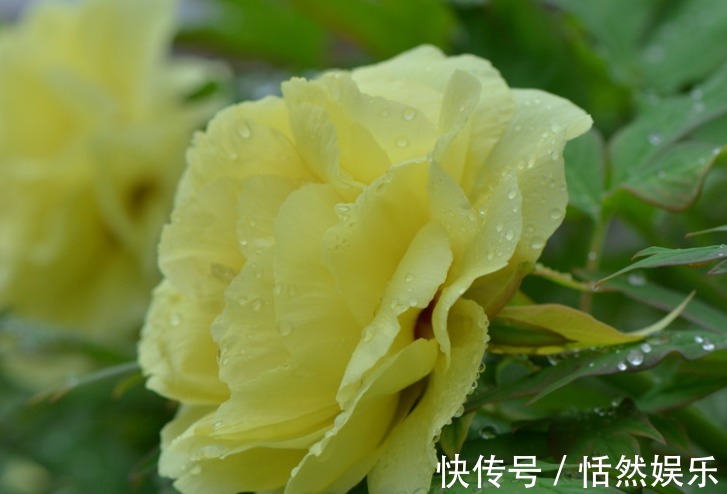 养花就养“它”,花如绣球,色如青豆,国色天香,是牡丹花中珍品