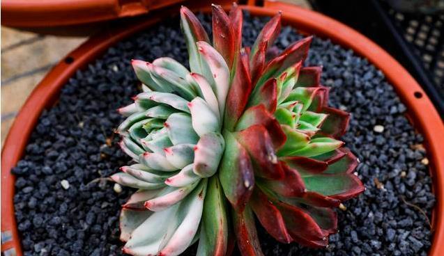 冬天养多肉,最怕3种水,一定要管住手,太勤快肉肉死的越快