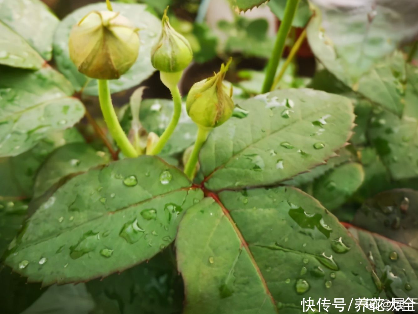 月季现在赶紧施肥，不然越长越差，上肥后月月开花