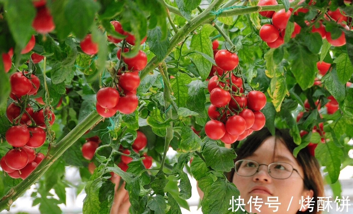 童年沙瓤柿子哪去了，为何柿子比以前难吃？真正的原因并非转基因