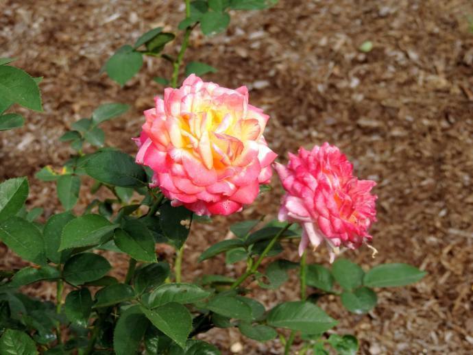 喜欢菊花，不如养“精品玫瑰”东方曙光，花型大气，美艳迷人！