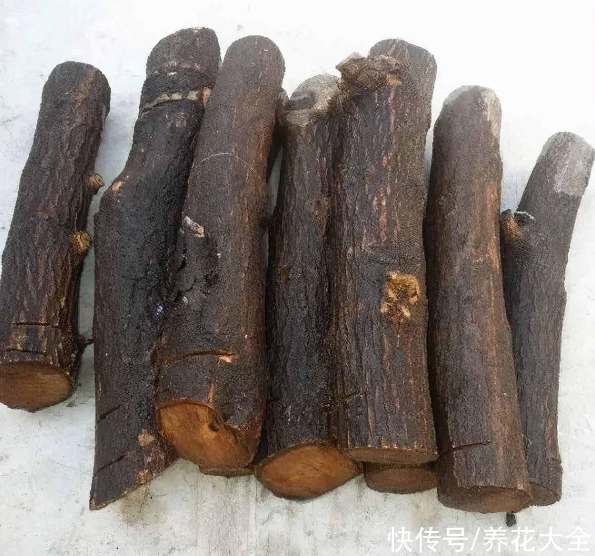 大粗杆子扦插，泥巴一裹就生根，秒变老桩大户