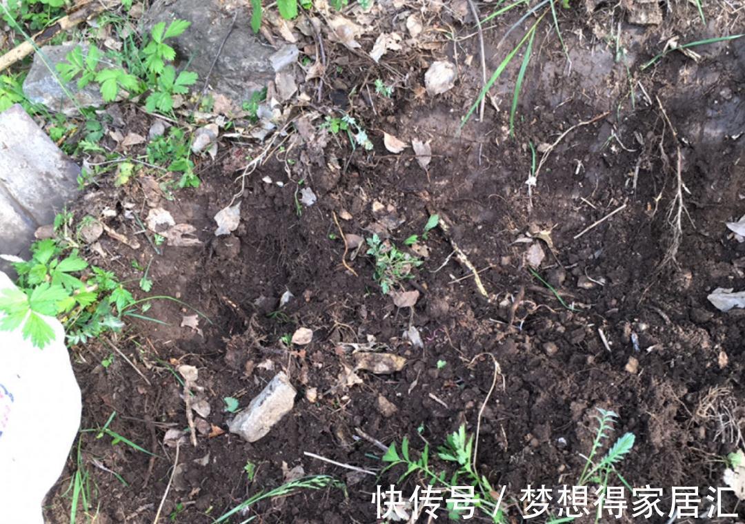 松针土|9种土别拿来养花,对花不好,容易黄叶烂根