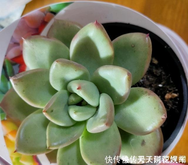 多肉|多肉徒长很好解决,照这几种方式来,状态差一点,至少不徒长