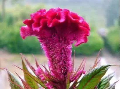 肛肠|痔疮疼痛难忍不用慌,每天换着吃点此几物,痔疮悄悄不见了