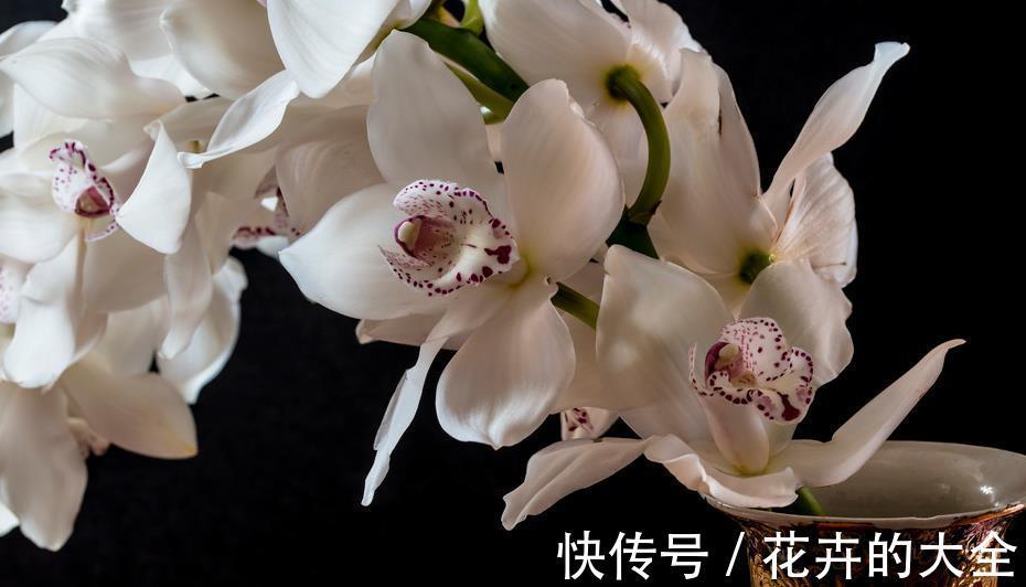 叶片|兰花中最好闻的大花蕙兰