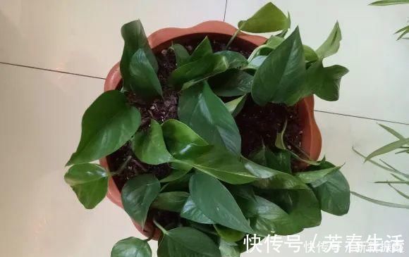 枝条|茉莉花扦插有机关，砍这一段枝条，插土里3天就活