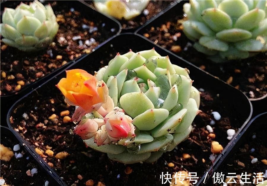 改善|多肉叶片发软，多是这4个原因在搞鬼，这么改善让叶子坚挺有光泽