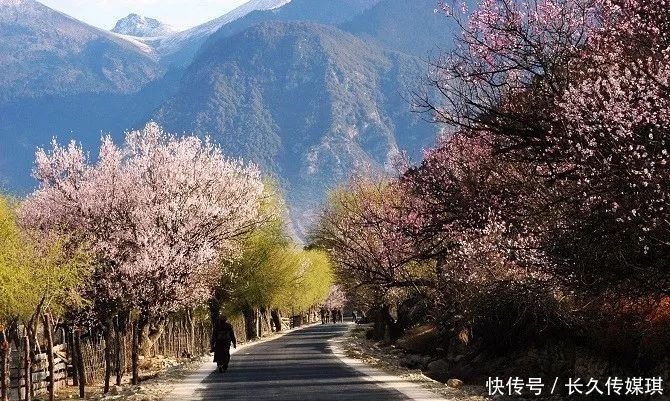 为什么看林芝桃花，一定要走川藏线？