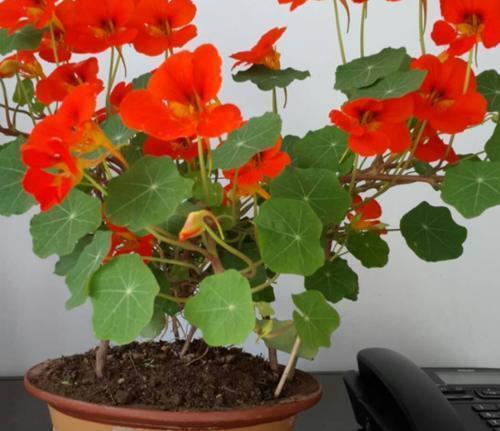 金莲|好看又好养的旱金莲,盆栽抓住这4个要点,花墙、花帘子全有了