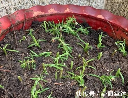 育苗|天冷扦插花草,技术再娴熟也没用,只有做到这些才能早生根发芽