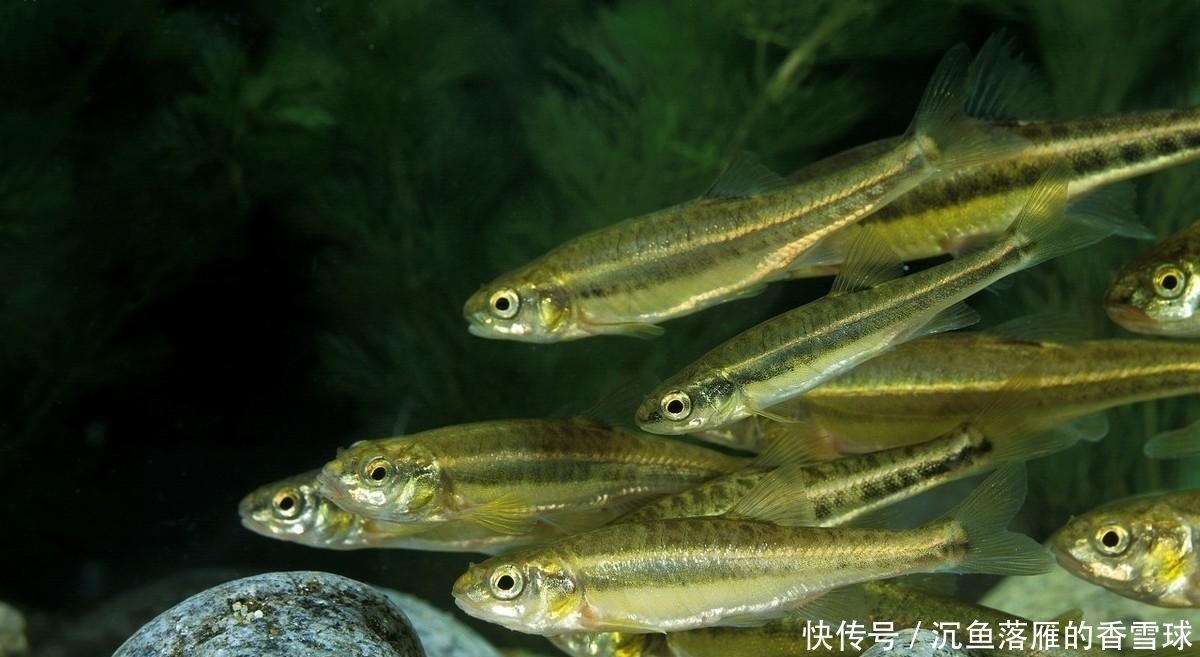 钓友|提醒:规避小杂鱼闹窝的一种错误方法,很多钓友都在用