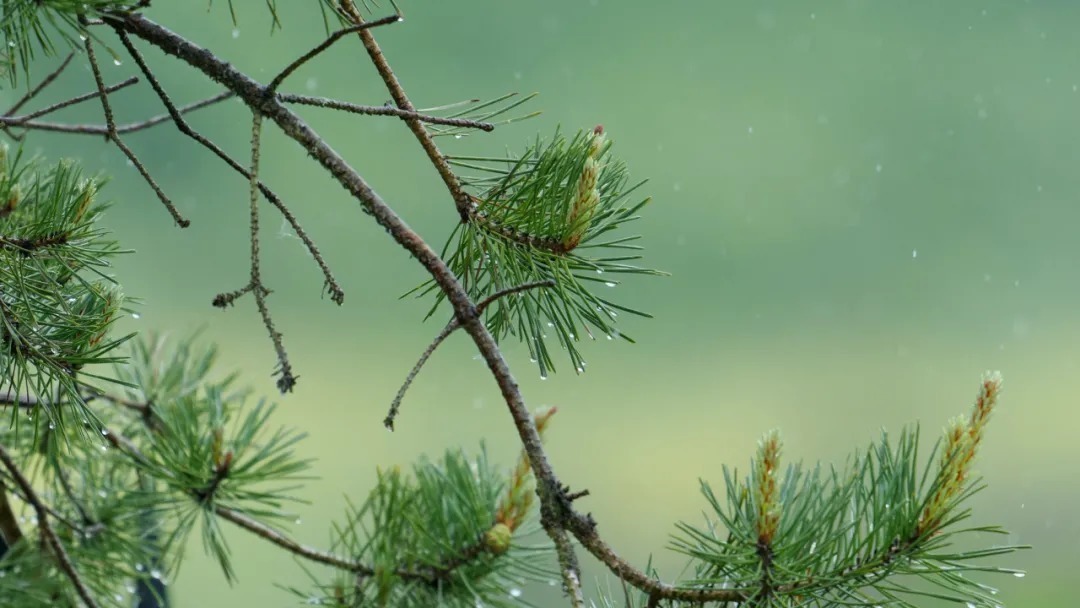 有所期&雨水|天青色等烟雨。
