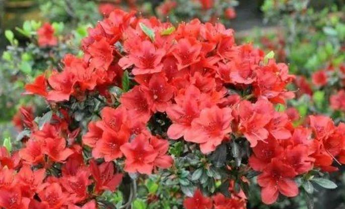 几种花，开花漂亮又好养，堪称是“开花机器”，养在阳台极美了