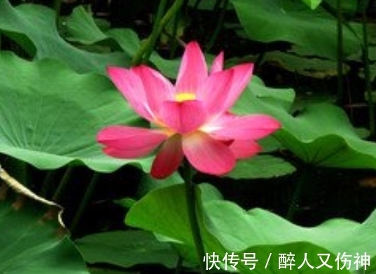 桃花|步入9月中旬，4属相桃花八方来，良缘天成，生活顺风顺水