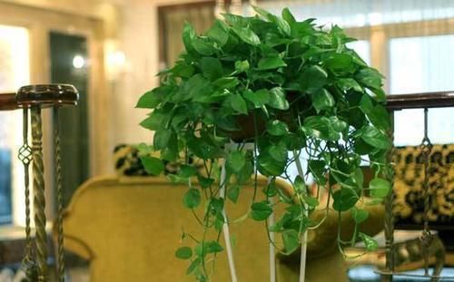 浇花别只用啤酒,掺上1种东西,四季油绿不黄叶,开花也多