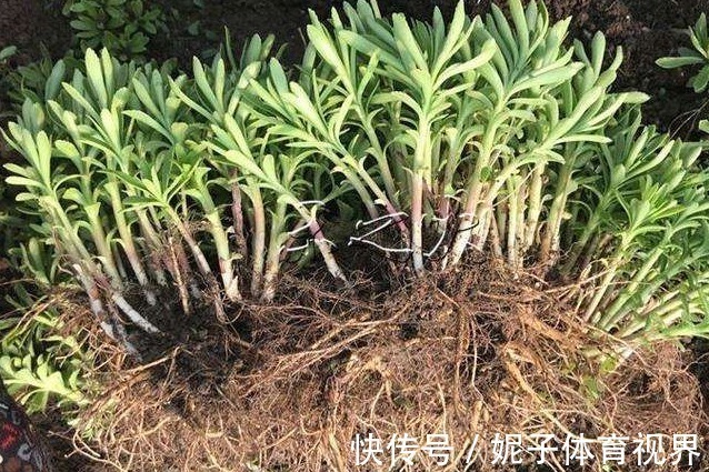 药用价值|你家地里若有“3种菜”,给千金也别换,关键时刻能救命