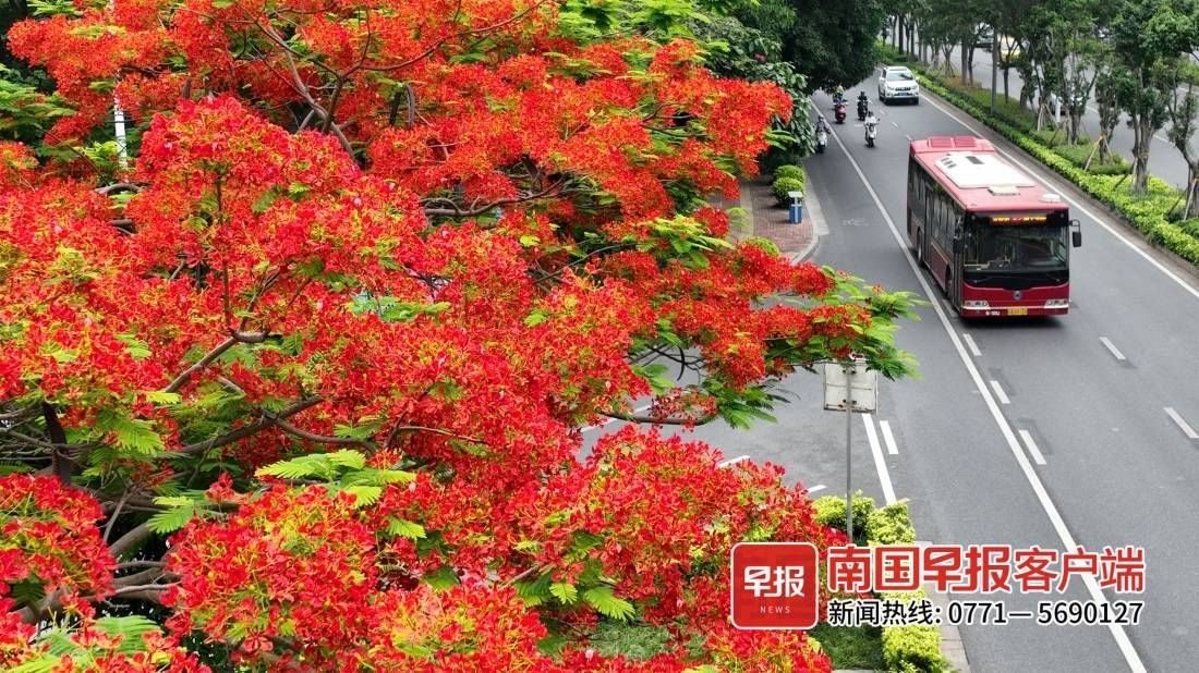 红的 黄的 紫的 五月的南宁花开似锦 美翻啦 粉紫色