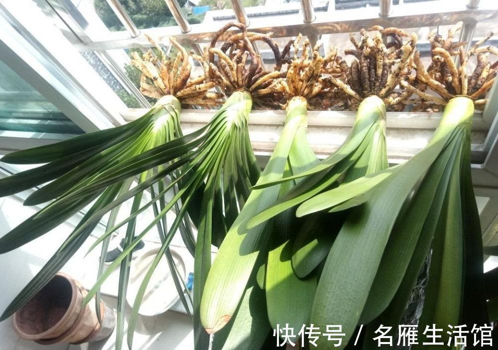 花盆|君子兰有“6忌”,难怪越养越“糟糕”,新手看了可规避