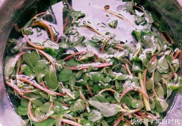 经常用马齿苋煮水喝,4件好事不请自来,从现在开始喝还不晚
