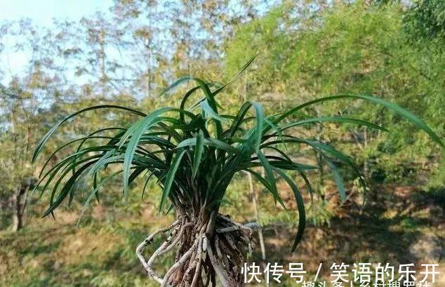 兰友随手浇一浇,兰花烂根不开花,3个坏习惯一定得改