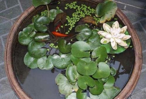 这几样东西当花盆,能给植物颜值“加分”,你信吗?