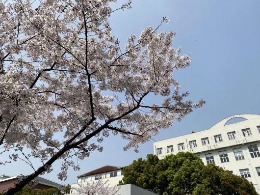 春光无限好！宝山这条“落花不扫”的道路迎来了一年中最美的时节~