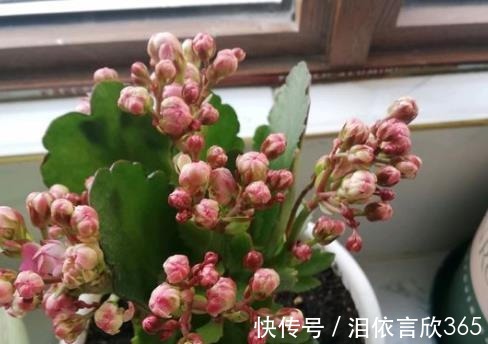 长寿|爷爷养长寿花,20天喂1勺“它”,花苞冒出来,开花200朵!