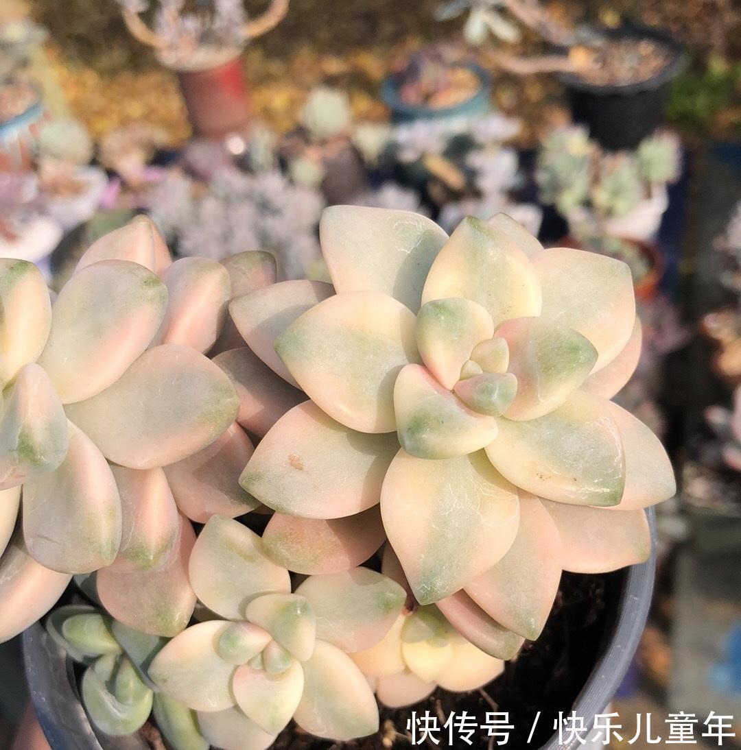 金黄色的美杏锦,1棵才要5块钱,买之前想好了,小心掉叶子