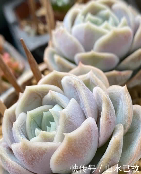 买多肉，学着机灵点，不看牌子，不看产地，好养才是正道