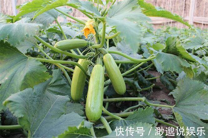 淡化|女性不愿早衰,推荐多吃3种食物,淡化色斑,消除毒素,显年轻