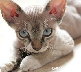 买到猫鼻支猫，猫鼻支怎么治疗