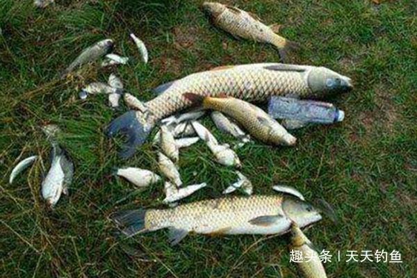 大鱼|自然水域野钓大鱼,用了这些招数,效果出奇的好,大鱼连竿上