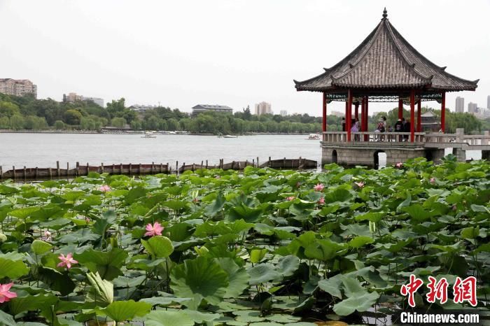 大明湖|大明湖“网红”并蒂莲莲蓬被偷 景区：已报警