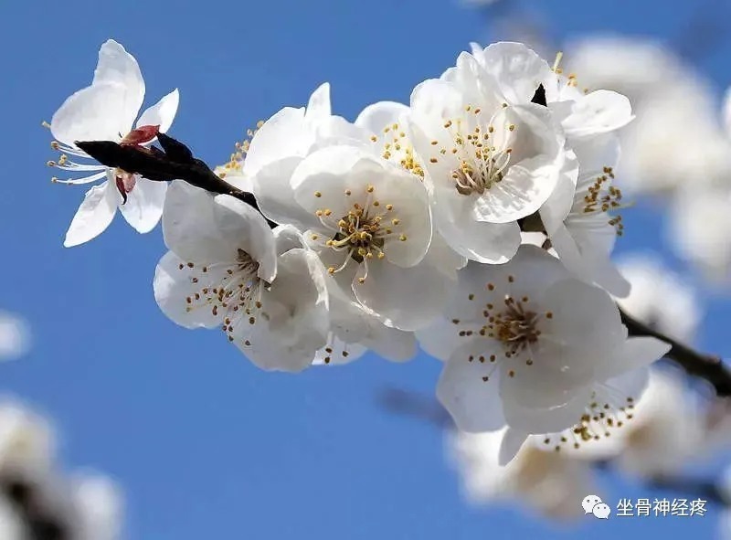 坐骨神经痛|常见的坐骨神经痛的锻炼方法