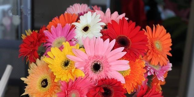 超优秀的4种花,全年开花,花量丰富,阳台变花园!