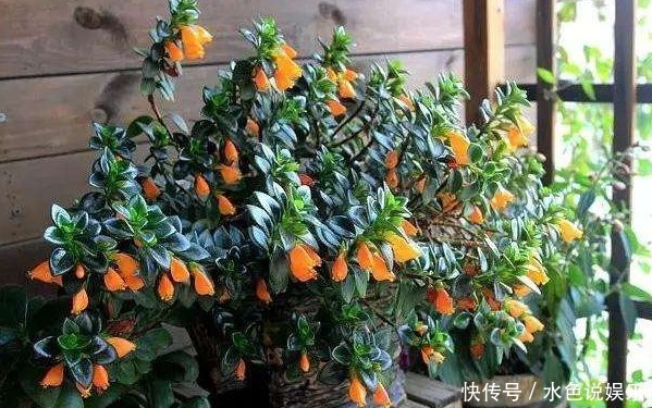 金鱼吊兰|长在枝丫的“金鱼”,你有见过吗还比真金鱼好养,快去养一盆