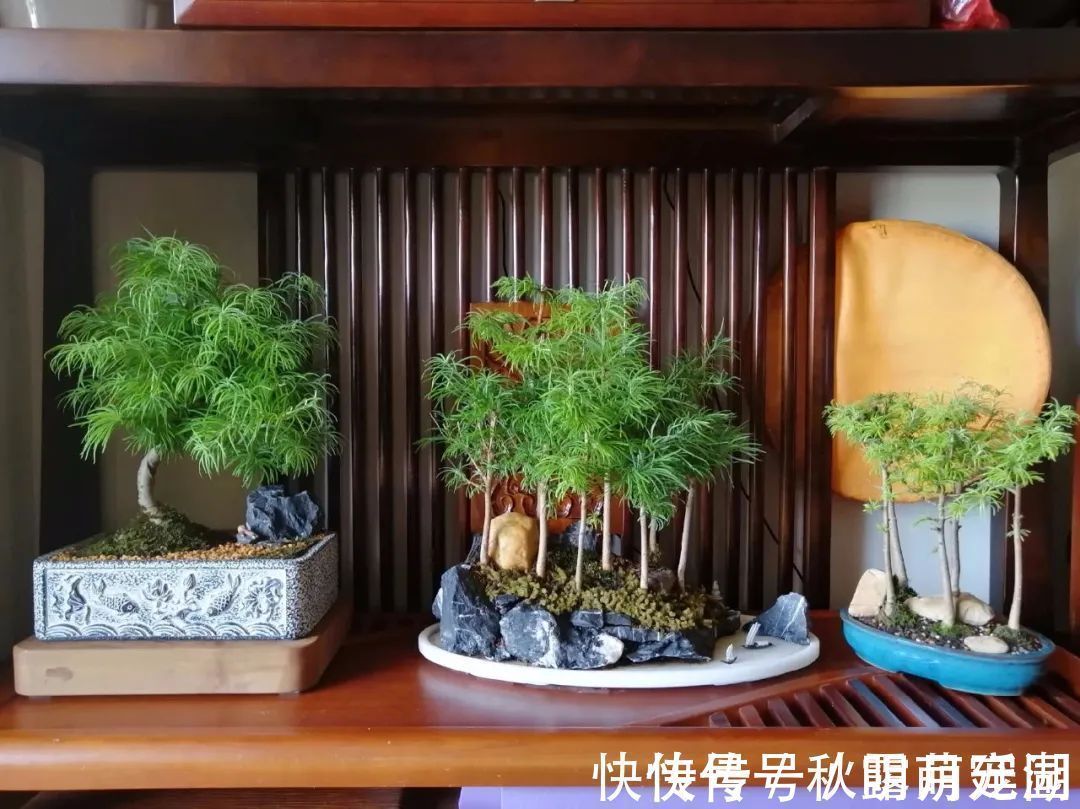 叶片|八种命里带“钱”的植物，家里养一盆，招财又旺运，你家养了几种