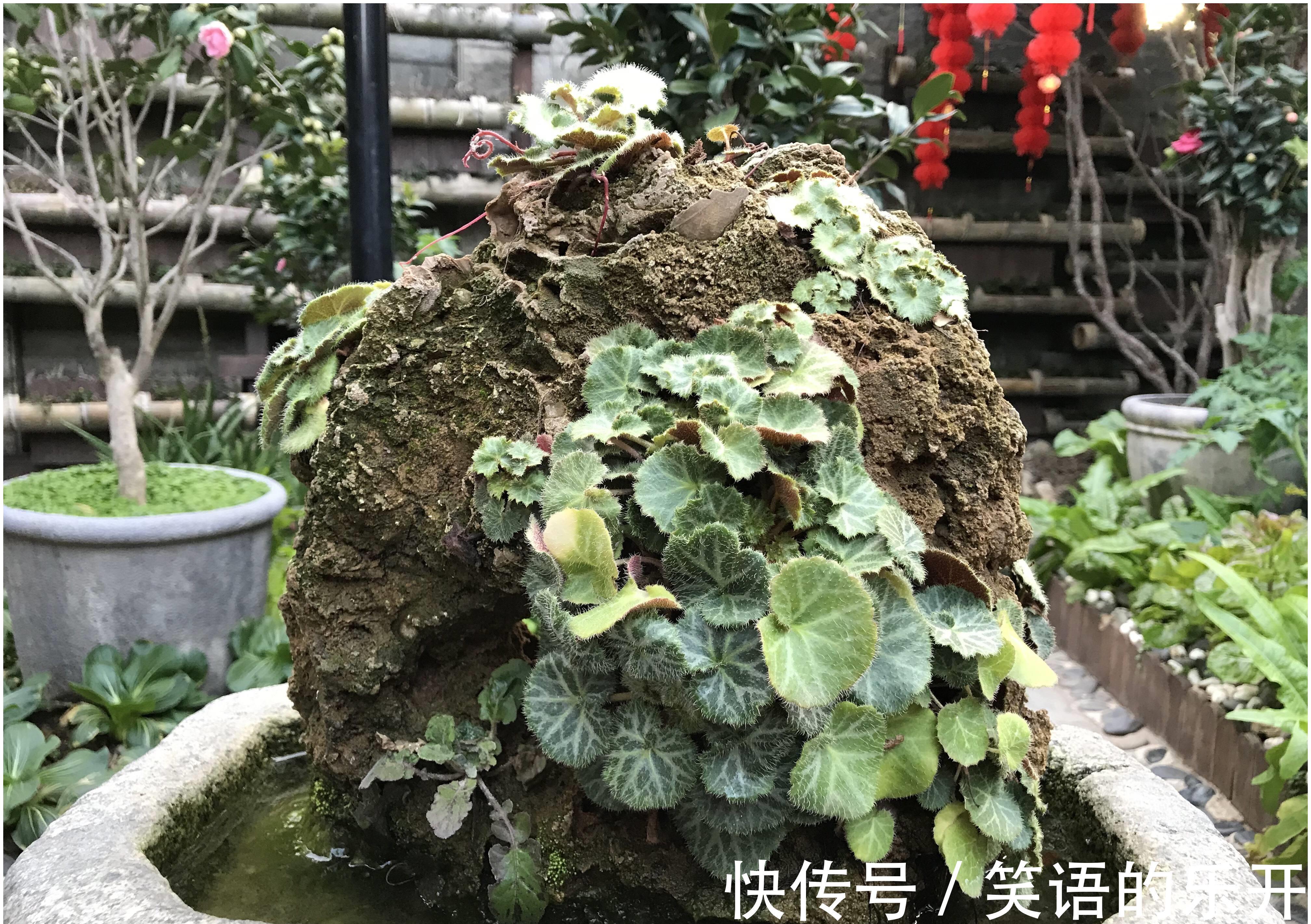 人称“金丝荷叶”,认识的人不多,若幸运遇到,那是福气,请珍惜