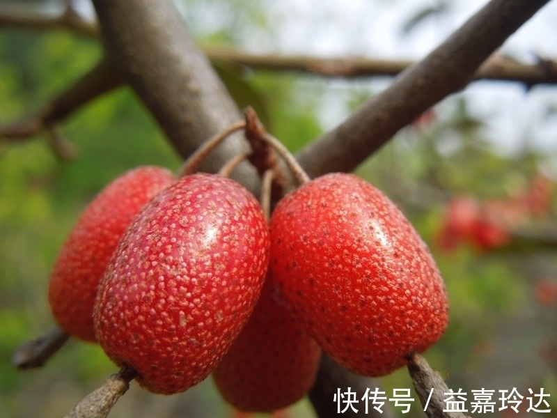 红奶果|大山里的“红奶果”,农民都喜欢沾着辣椒吃,你认识吗