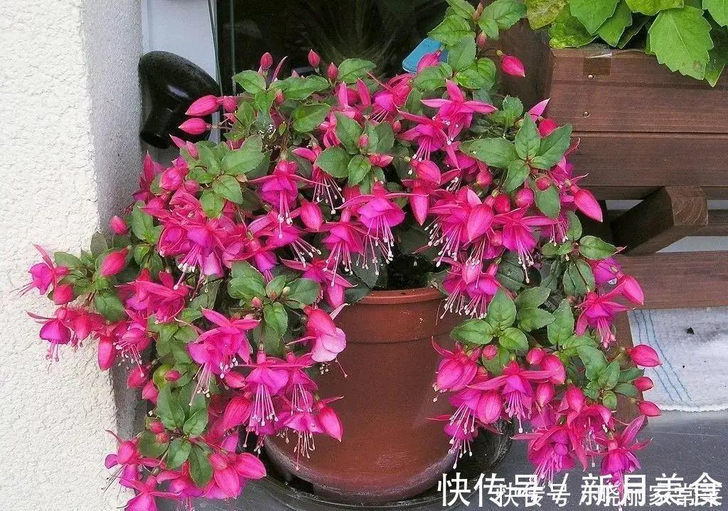 花友|养花很容易上瘾,一个“中毒太深”的花友自述,看完你还敢养花吗