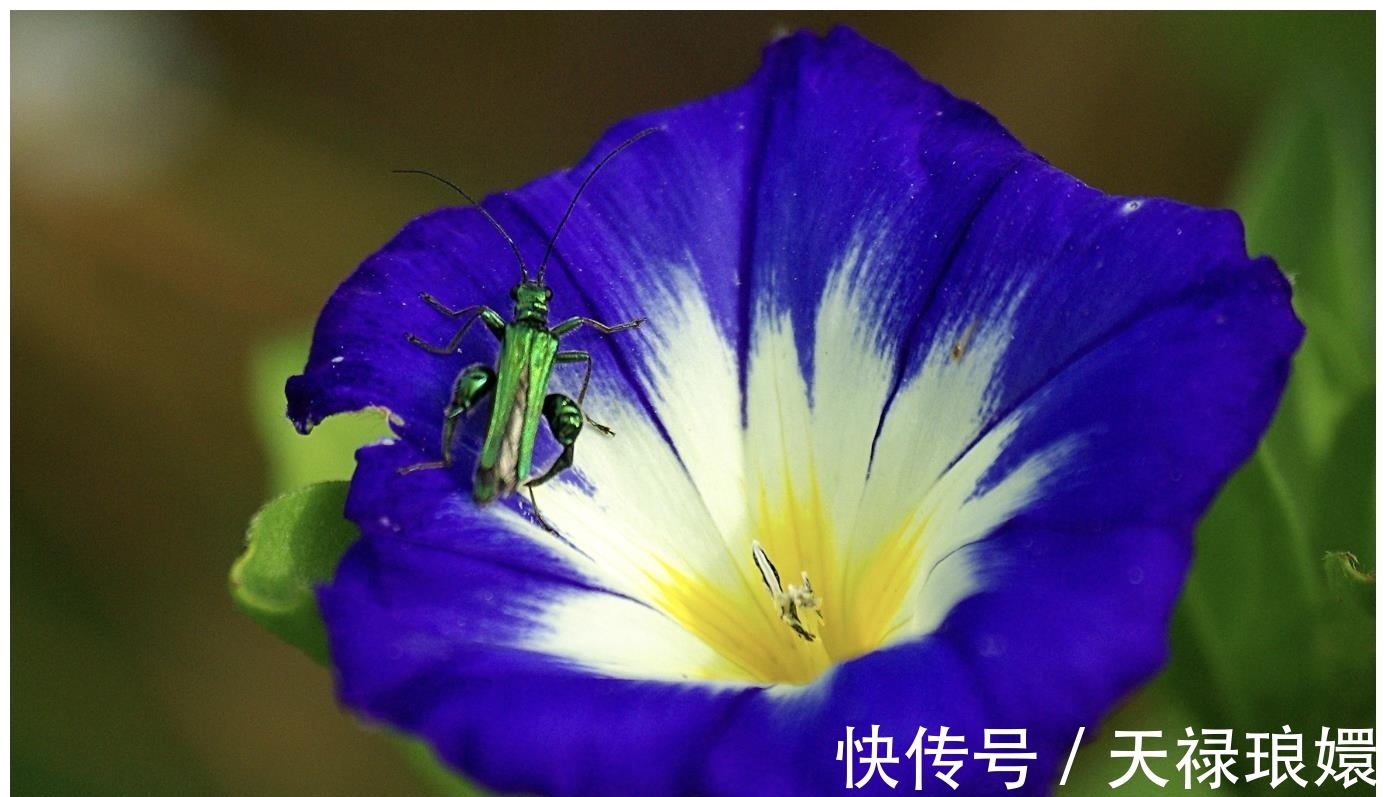 坚定|8月底，情缘绵长，相忘太难，重启桃花运，3生肖不服输，坚定再