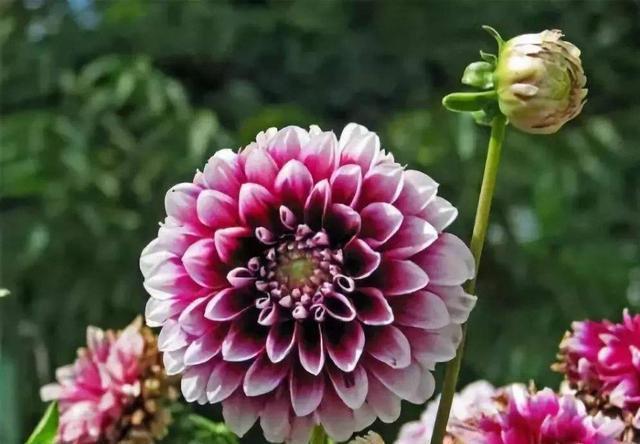 养花试试此几款,花开繁盛花香怡人,花大色艳很漂亮