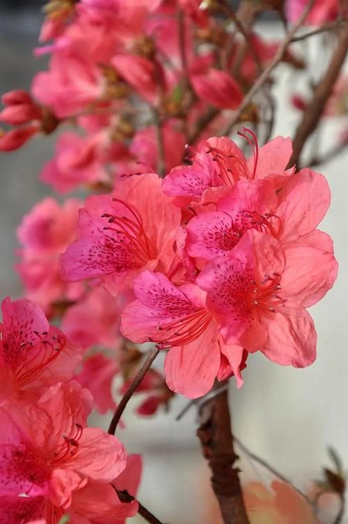 “花中西施”杜鹃也会“黄脸、起皱”，善用一物，妙手回春！