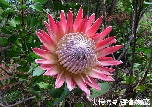 自然界|富丽堂皇的帝王花,这才是自然界的花中之王
