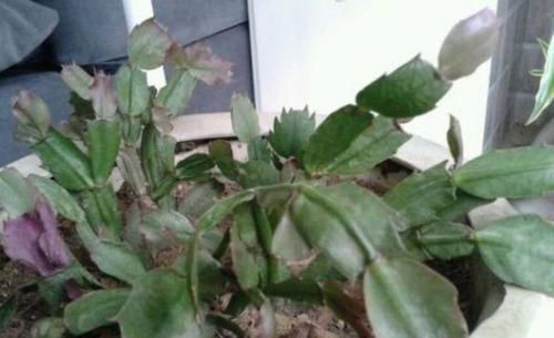  也别|3种花死了也别扔，1刀下去留下“根”，新芽蹭蹭长，四季油绿