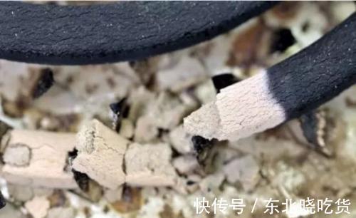 家里养花招虫子,往花盆里放这种小东西,比杀虫药管用