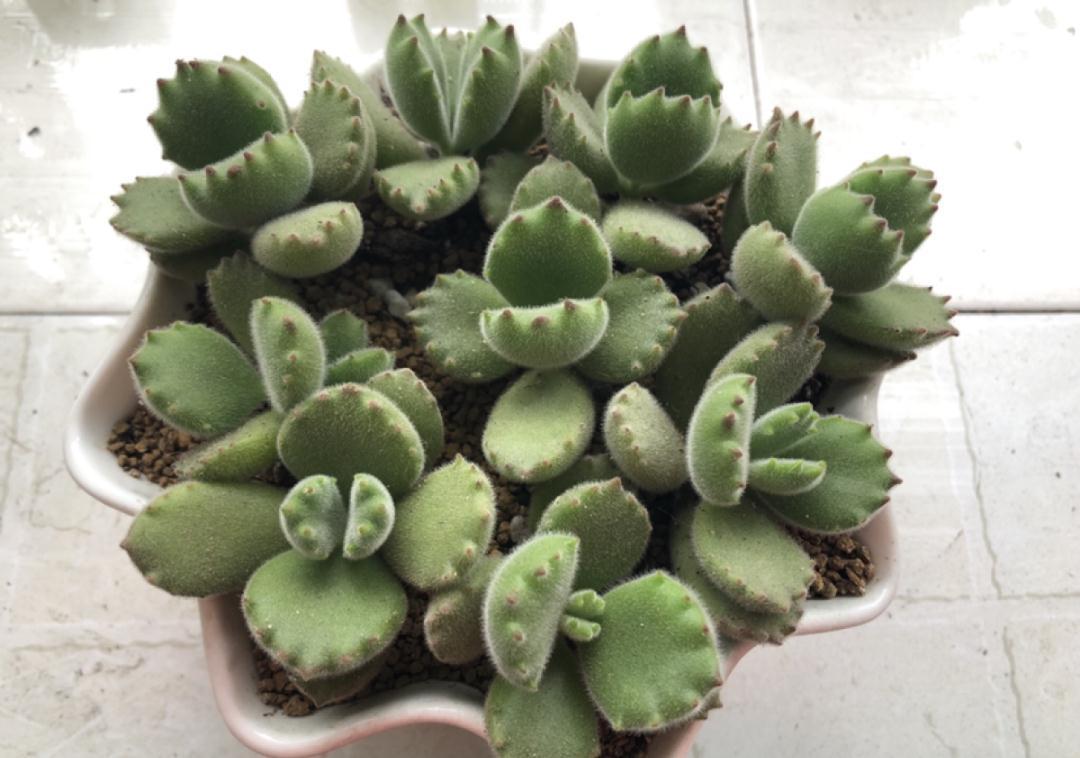 养多肉不会选盆?3个方法,教你一次选对花盆