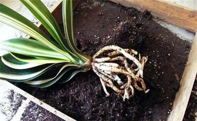 成为养花高手,记得别做“3件”错事,几乎啥花都能养“爆盆”